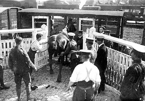Preparing for War as a horse used to haul a Howitzer Battery gun is being loaded on to a railway wagon in Rugby goods yard