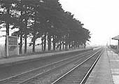 Looking north towards Stratford on Avon along Milcote station's down platform with the fir tree lined up platform on the left